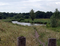 Stille Elster