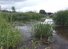Elsterarm
